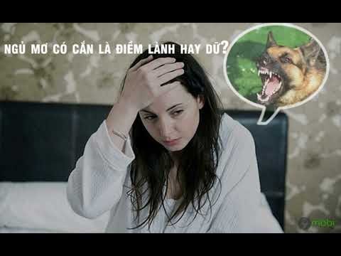 Hình ảnh minh họa giải mã giấc mơ bị chó cắn và ý nghĩa số đề liên quan